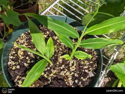 Growing ginger is easy! Start with an organic hand of ginger from a farmers market or grocery store...