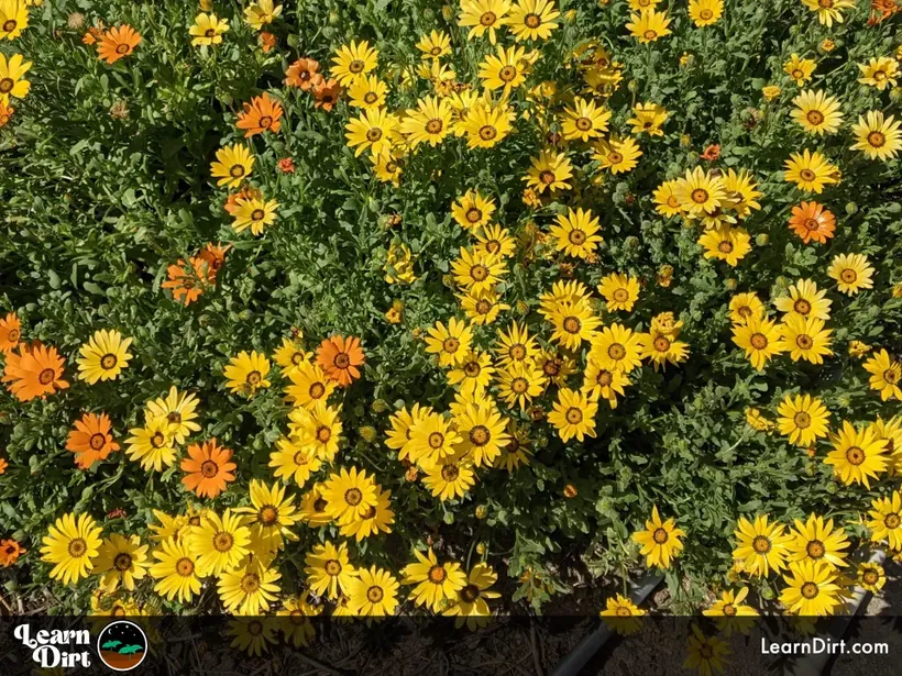 african daisies are an invasive species in tucson