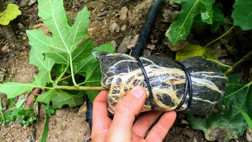 air layering plant propagation