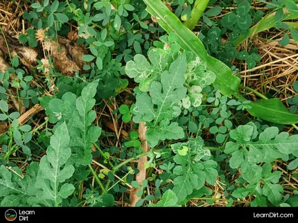 Considering growing alfalfa as garden cover crop in Arizona? Here's what you should know: growing the next layer of new nitrogen right among