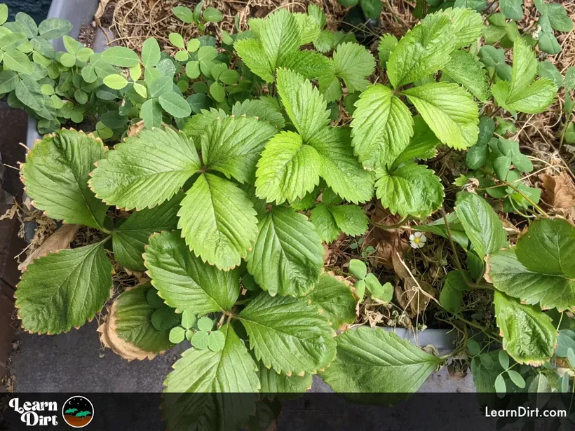 alpine strawberries alexandria full size leaves growing in arizona