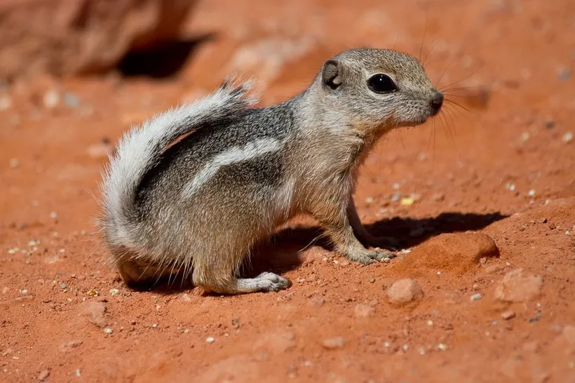 antelope ground squirrel on sandy red background stripes