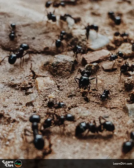 Ants in the garden can be a common sight, and many gardeners may try to get rid of them. However, before reaching for the insecticides...