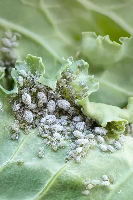 As a gardener, you may have experienced the frustration of seeing aphids infesting your precious brassicas. These tiny, soft-bodied insects.
