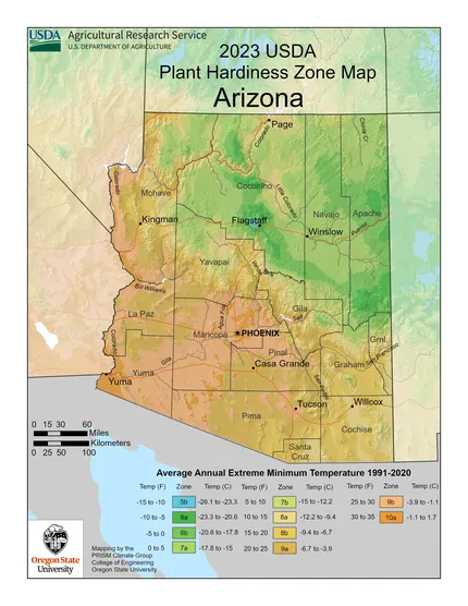 Tucson encompasses a few different USDA planting zones, depending on what side of town you're growing in.