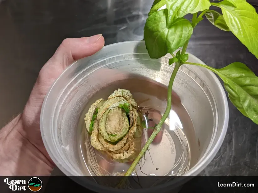 basil and celery cuttings rooting in cup of water