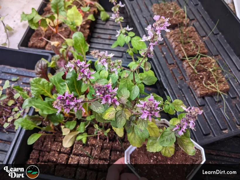 basil flowering pink flowers purple variety seedlings in trays in background