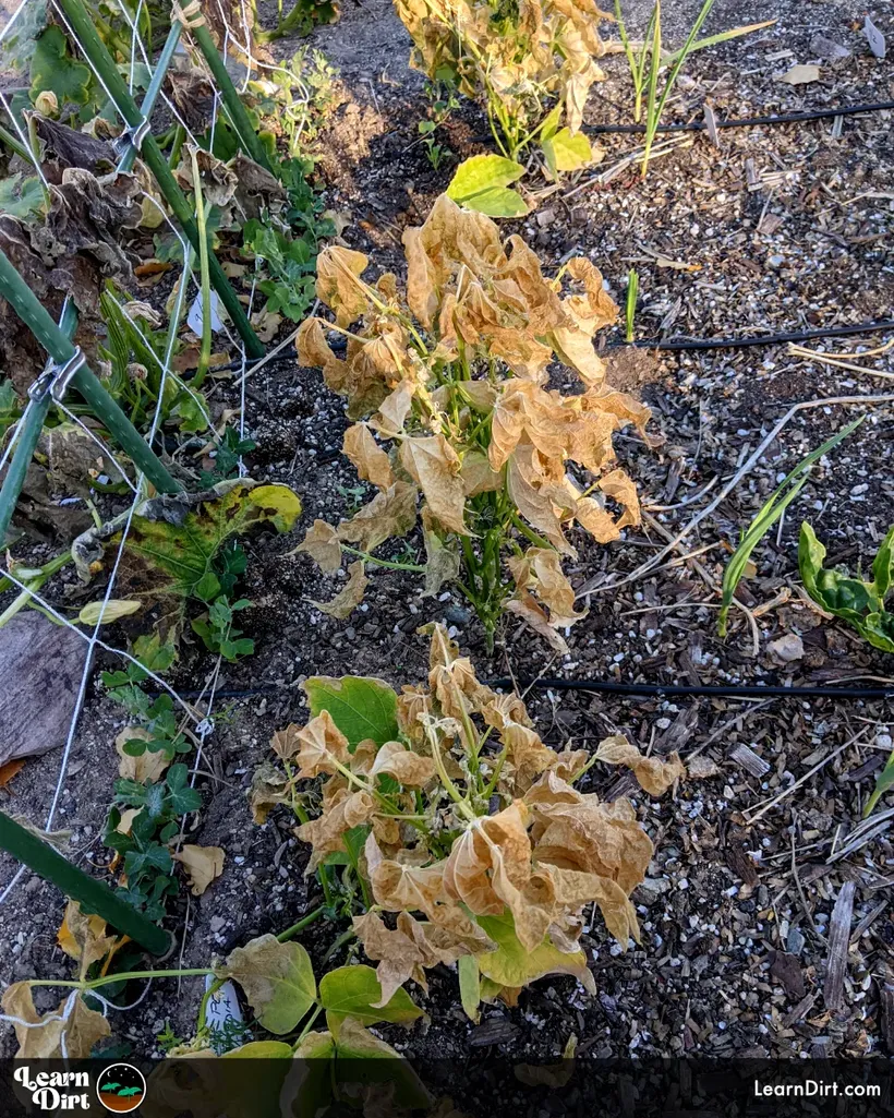 bean plants brown leaves from frost flambo next to trellis desert garden