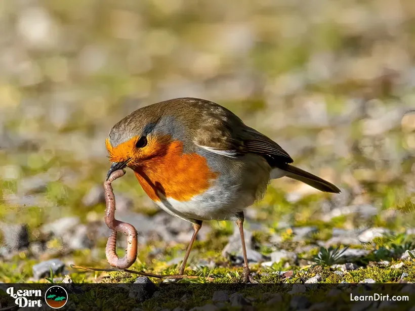 bird eating worm orange grey brown white rocks and grass