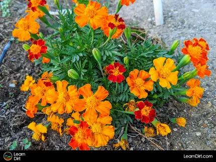 As an organic gardener, you may be wondering how to control pests naturally. We all love to see our plants thrive and grow healthy.