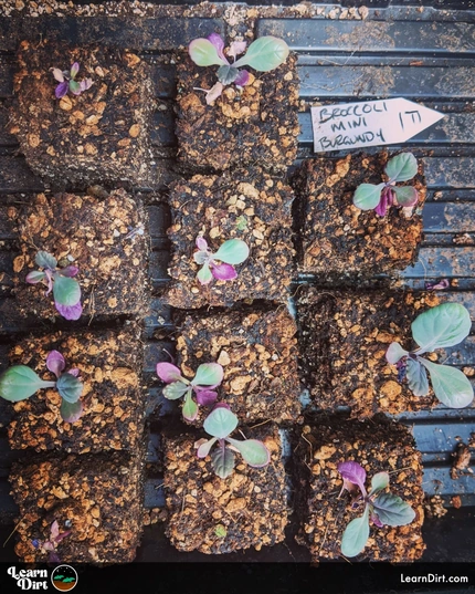 Curious what to plant in Tucson in December? We say goodbye to the warm season. If the first frost hasn't come yet, it will any day now.