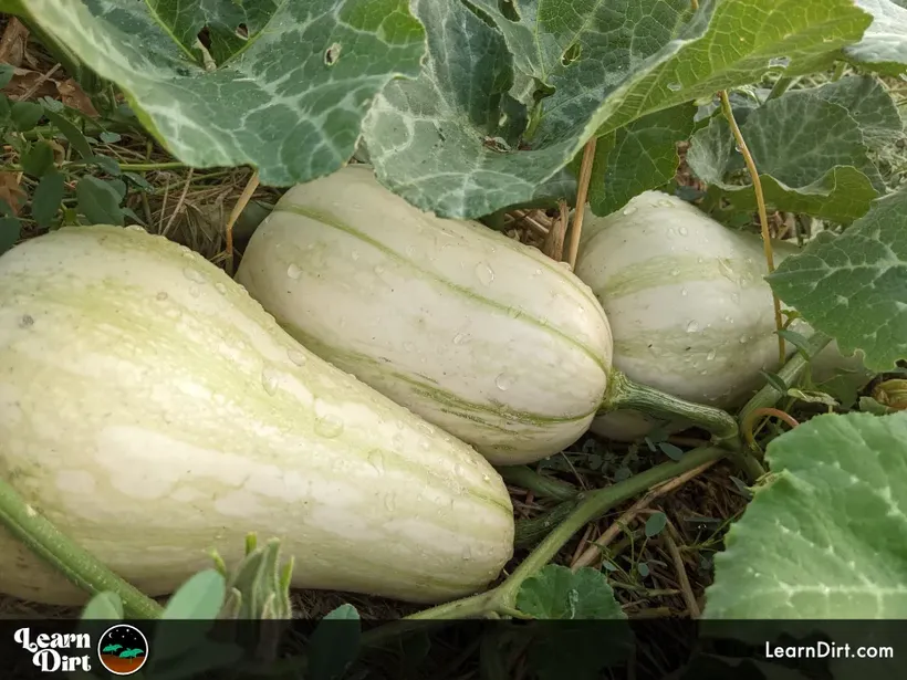 butternut squash ripening on the vine