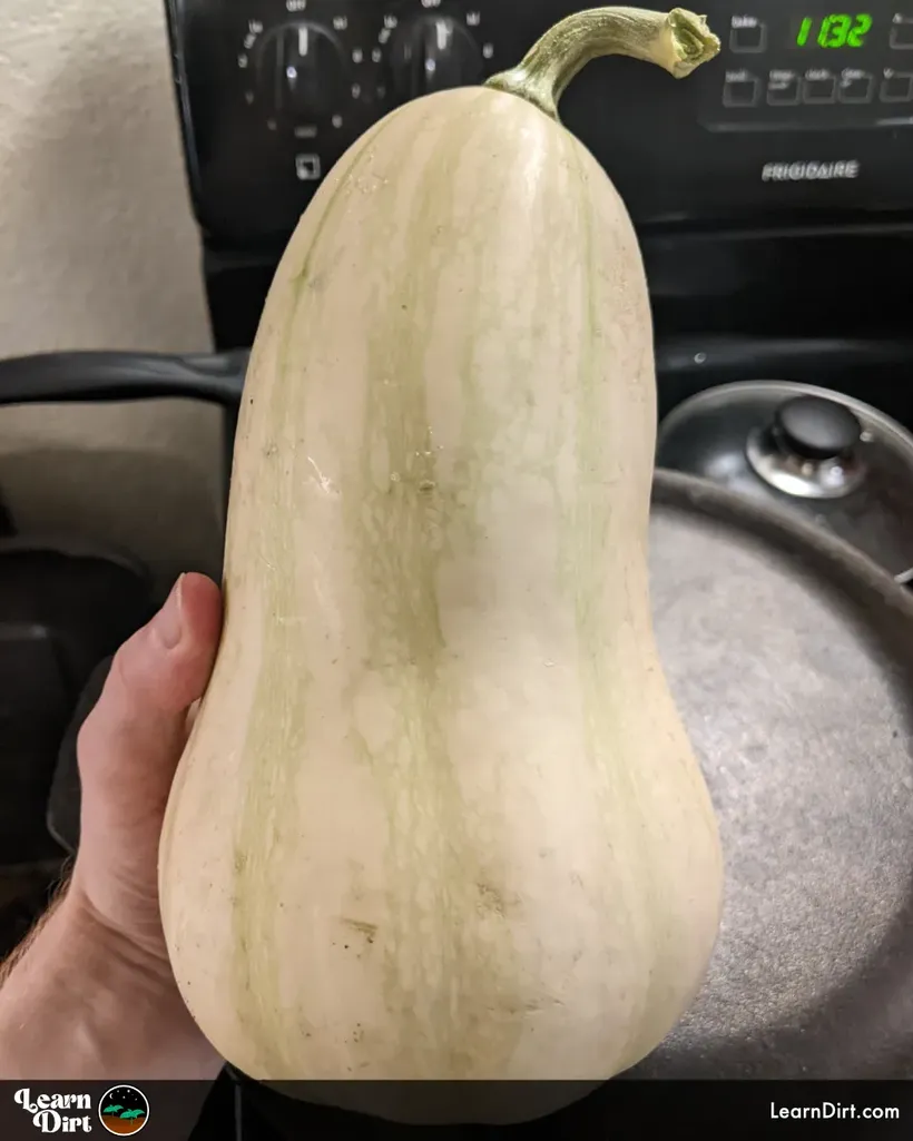 butternut squash still somewhat green but edible