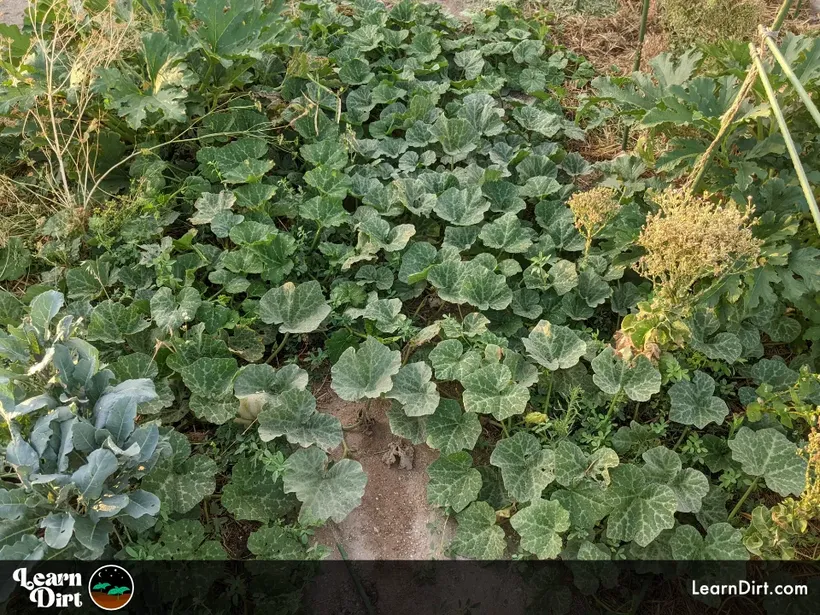 butternut squash vines trailing densely along the ground