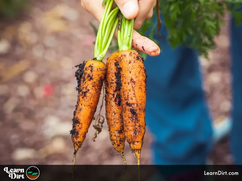 carrots with dirt organic held in hand dirt and jeans in background farmer