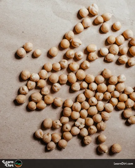 Ever wonder if it's possible to grow your own chickpea plants from dried store-bought chickpeas? It absolutely is!