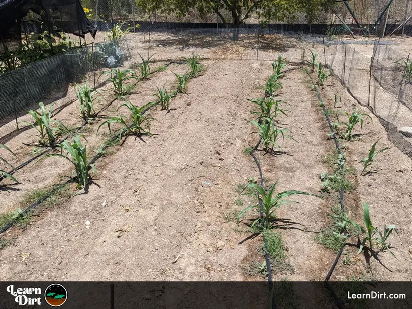 corn and amaranth in desert garden sand along drip lines