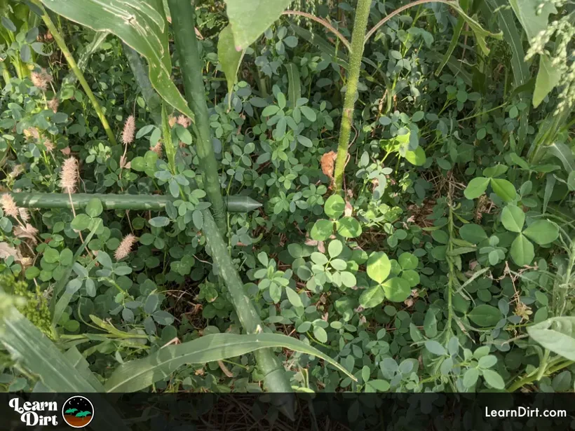 cover crops clover and fenugreek in tucson in june