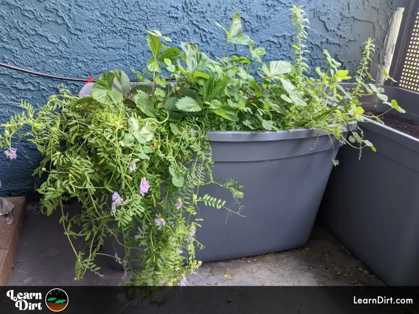 cover crops growing among food crops in planter hairy vetch strawberries clover flax