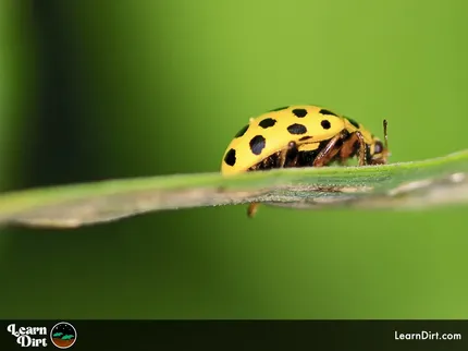 Today, we'll look at 10 ways to deal with cucumber beetles, those pesky critters that can wreak havoc on our cucumber plants.