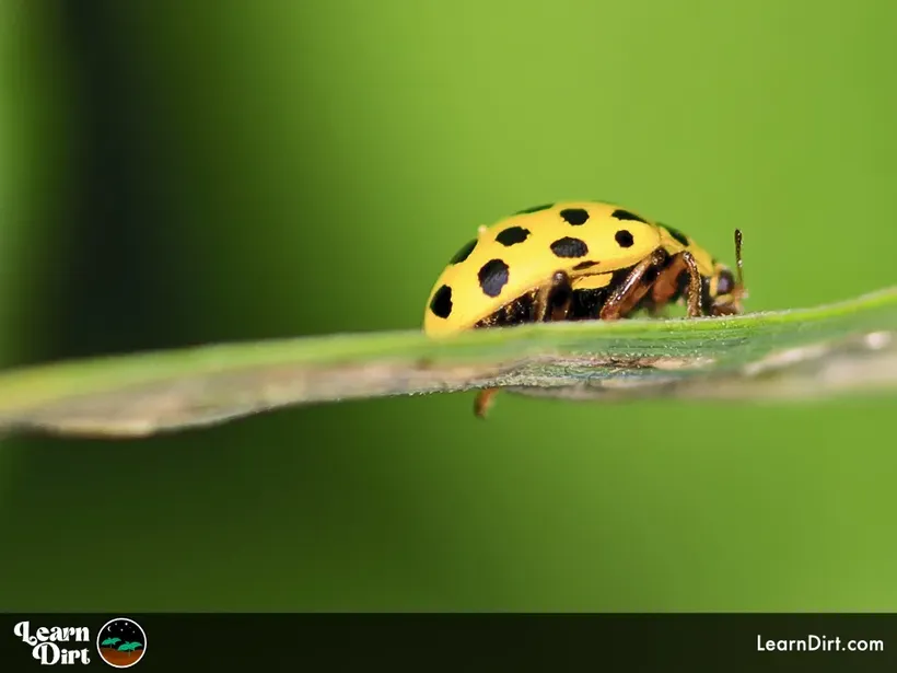 cucumber beetle spotted yellow and black on blade of grass garden pest