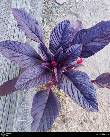 Amaranth is often overlooked by gardeners, but it can be a super productive addition to your garden and fill numerous roles...