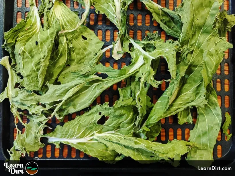 dehydrated napa cabbage leaves organic on black drying tray regenerative gardening