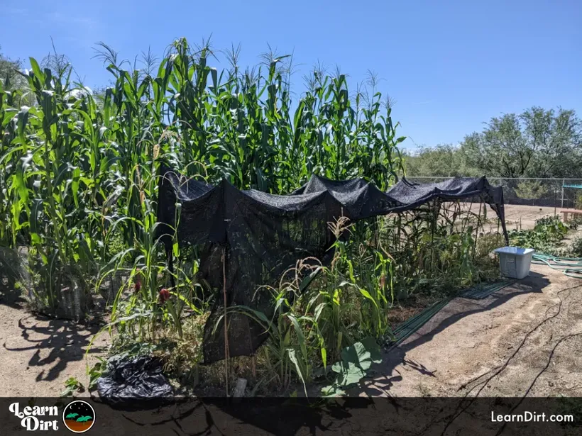 desert gardening corn sand shade cloth crops butternut squash organic diversity