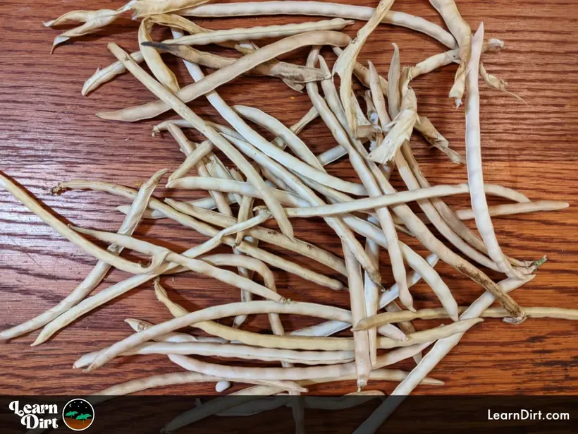 dried cowpeas ready for shelling wood surface background