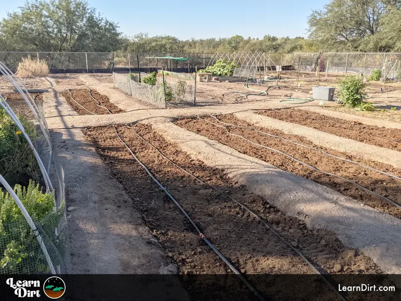 drip lines in desert garden multiple plots ready for planting