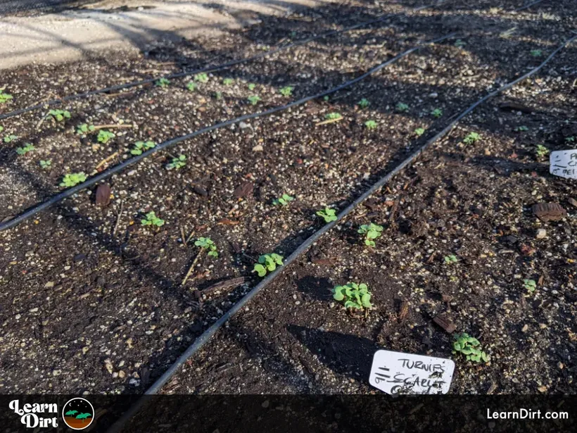 drip lines irrigation garden spaghetti tubing emitters soil seedlings turnips scarlet queen