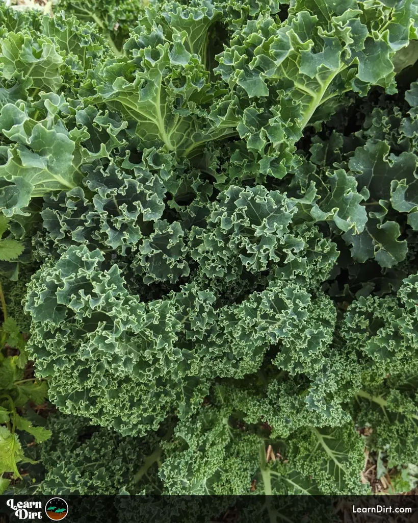 dwarf blue curled kale growing organic