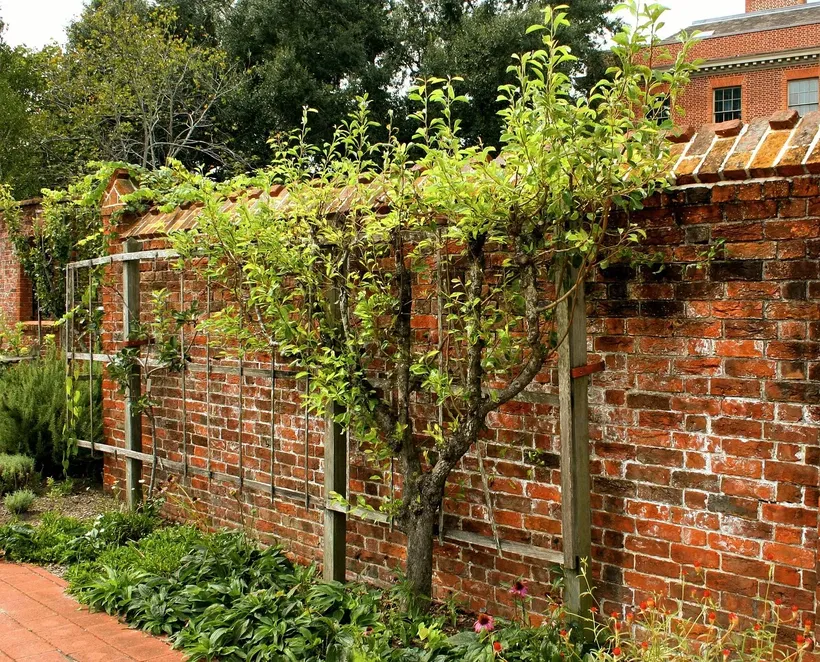 espalier fruit tree on wooden trellis space saving small space gardening vertical tree training