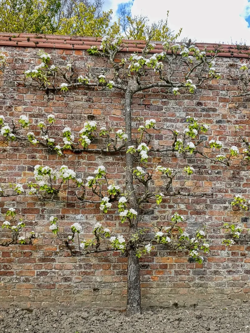 espalier tree growing up brick wall white flowers flat