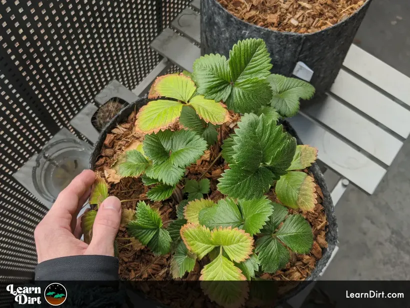 fabric grow bags with strawberry plant on a table mulched with hand