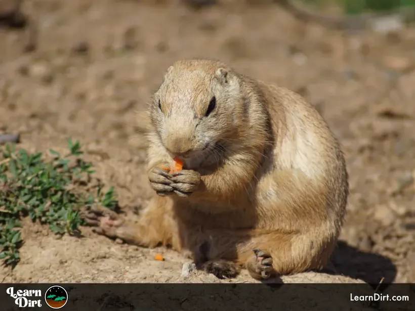 fat gopher munching on desert garden produce on sand a common pest