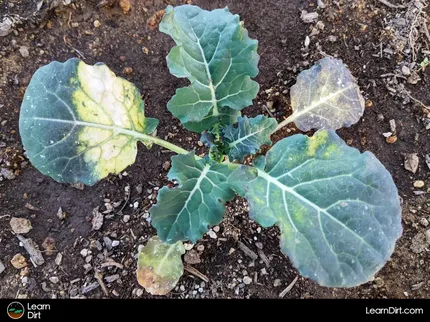 Curious about the signs and symptoms of frost damage on plants? Let's discuss how you know if your plants are frost-damaged...