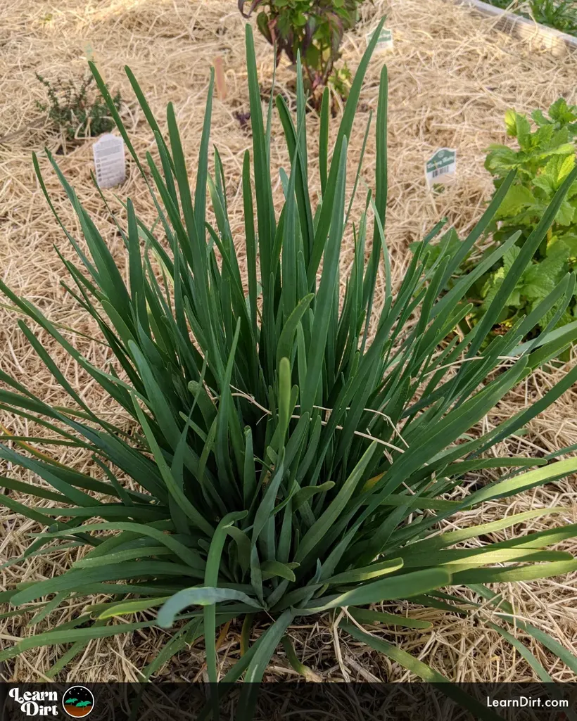 garlic chives herb plant organic mulched with hay companion plant