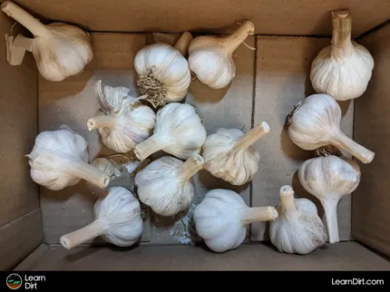 Choosing between hardneck or softneck garlic means understanding your climate, as well as the needs of both garlic types. We'll compare...