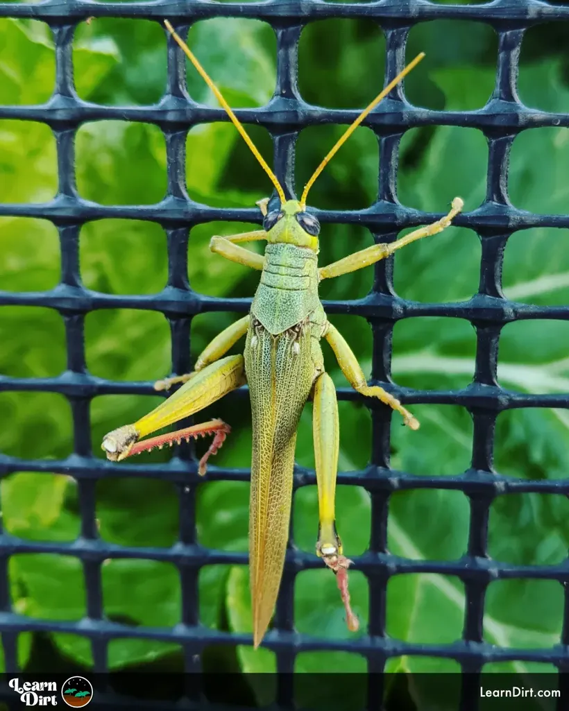 grasshopper green and yellow in garden on black plastic fence