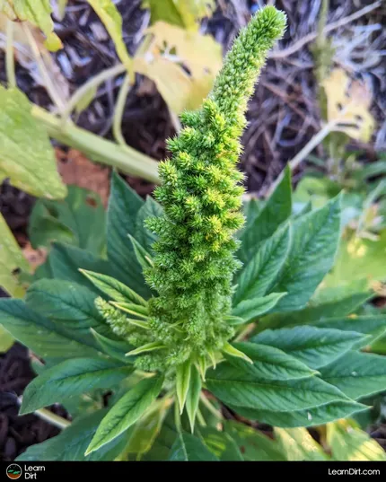 Ever wonder whether you can still eat vegetables that are flowering? We'll talk about which veggies are still edible after bolting.