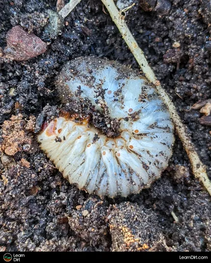 Grubs help to break down organic matter in soils and to aerate those soils while doing so. This improves soil quality, drainage, moisture...