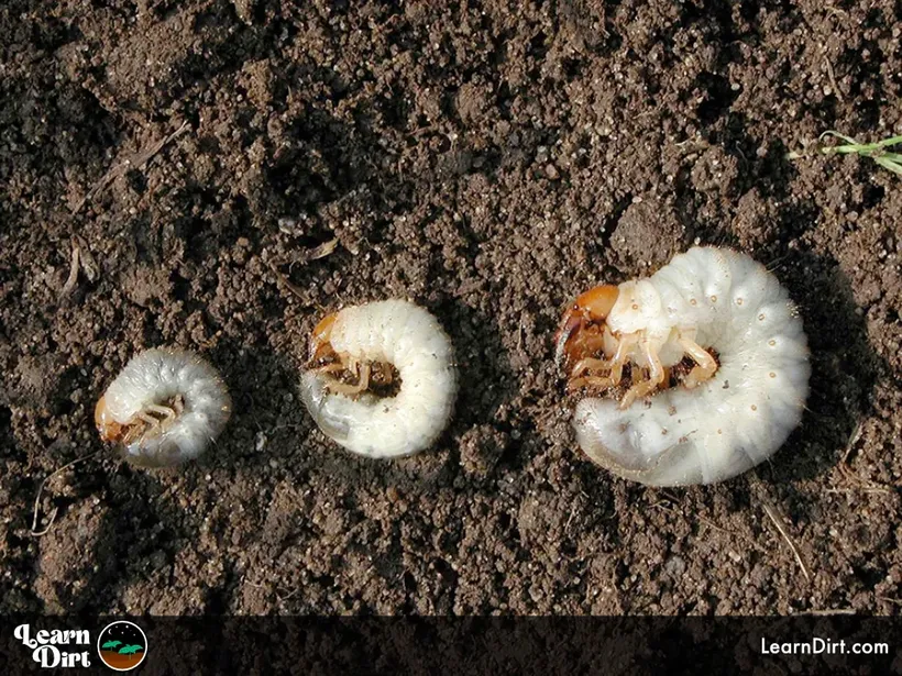 grubs in garden soil