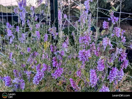 All the ways that cover crops can be terminated, their efficacy in a variety of situations, and some best methods for specific cover crops.