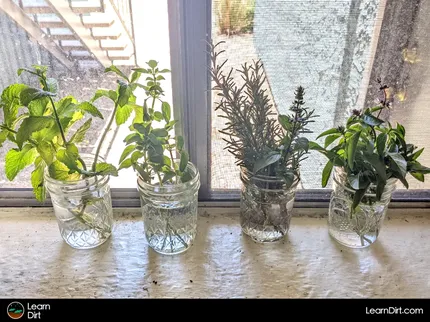 Curious what plants you can propagate cuttings from simply in water? We'll list out every plant that'll grow roots in a cup of water.
