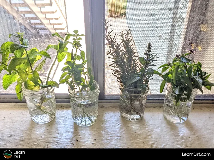 herbs rooting in jars of water on sunny windowsill basil oregano rosemary mint lemon balm