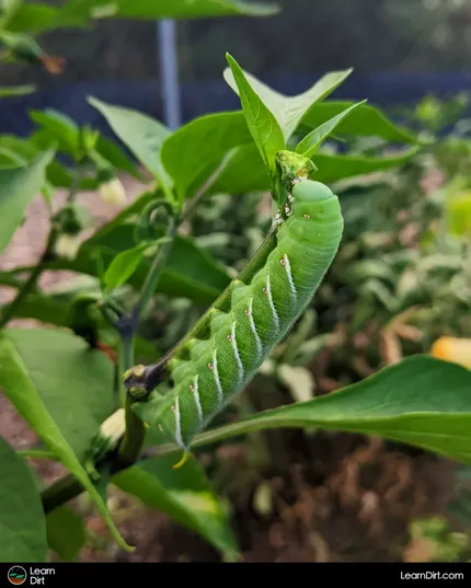 Today we're diving into the realm of hornworms and their notorious presence in tomato gardens. We'll explore organic holistic solutions.