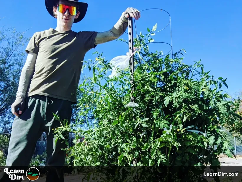 huge cherry tomato plant with guy standing next to it sunglasses