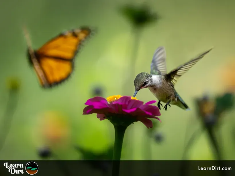 hummingbird flower purple green butterfly nectar desert pollinator