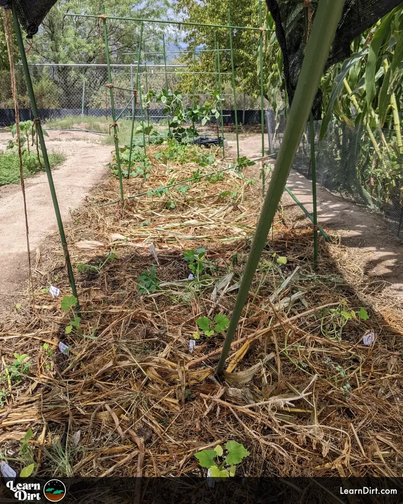 chop and drop organic no till desert regenerative gardening